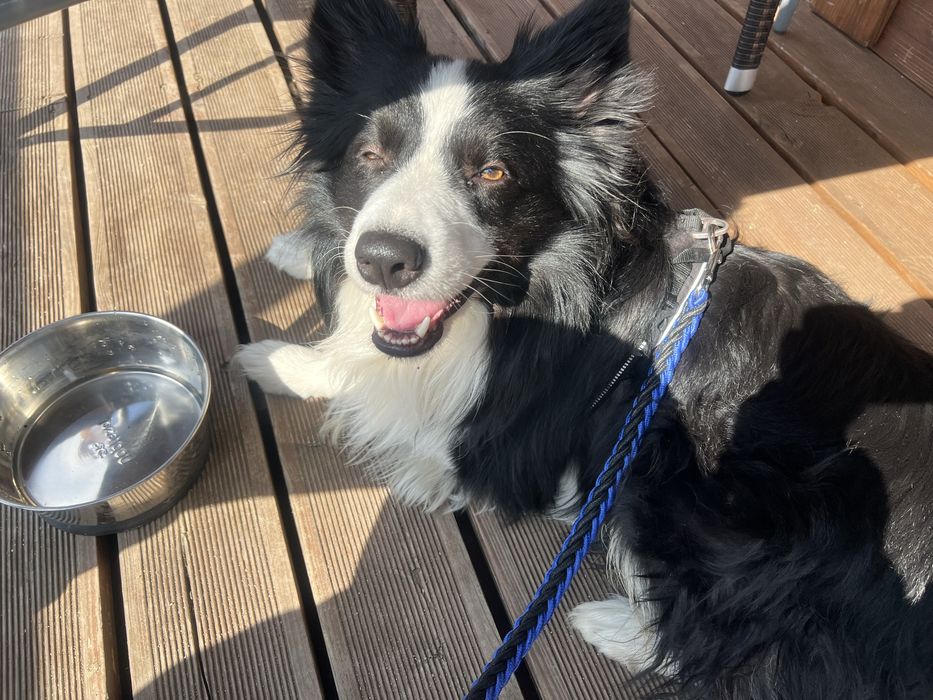 Oddam psa border collie