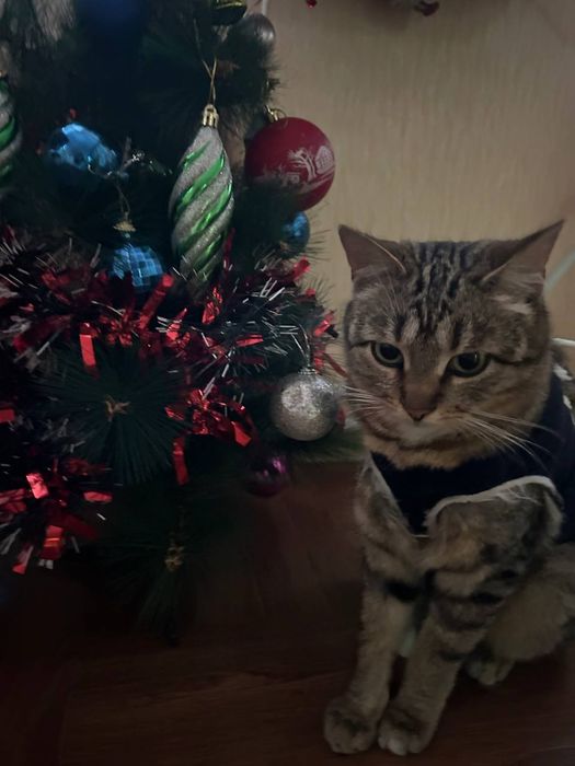 Стерилізована кішечка 8 місяців на святого Миколая по старому календар