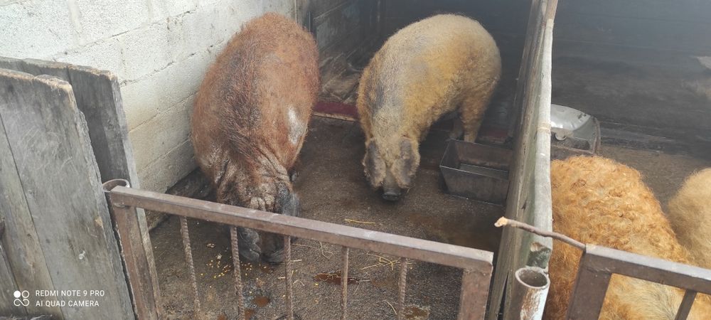 Продам кнура угорської мангалиці