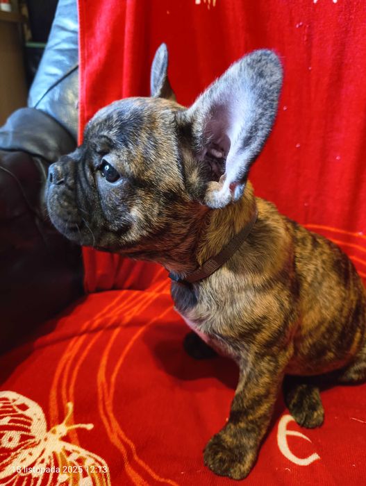 Buldog francuski, Piesek, Gotowy do odbioru, PASZPORT