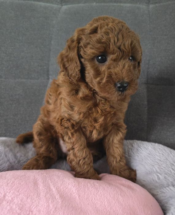 Pudel miniatura sunia pudelek red