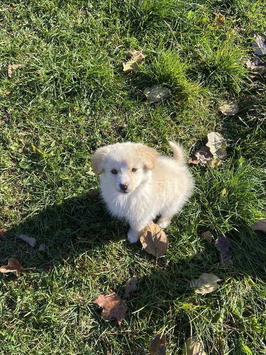 Цуценята в добрі руки