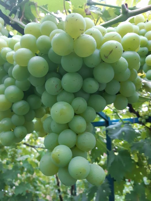 Саджанці винограду