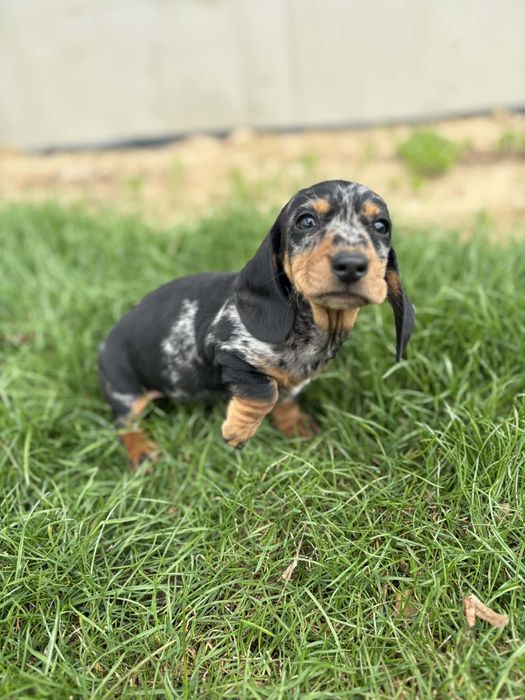 Jamnik krótkowłosy suczka