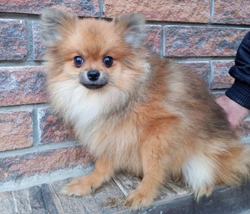 Шпиц. Мальчик в окрасе оранж соболь.