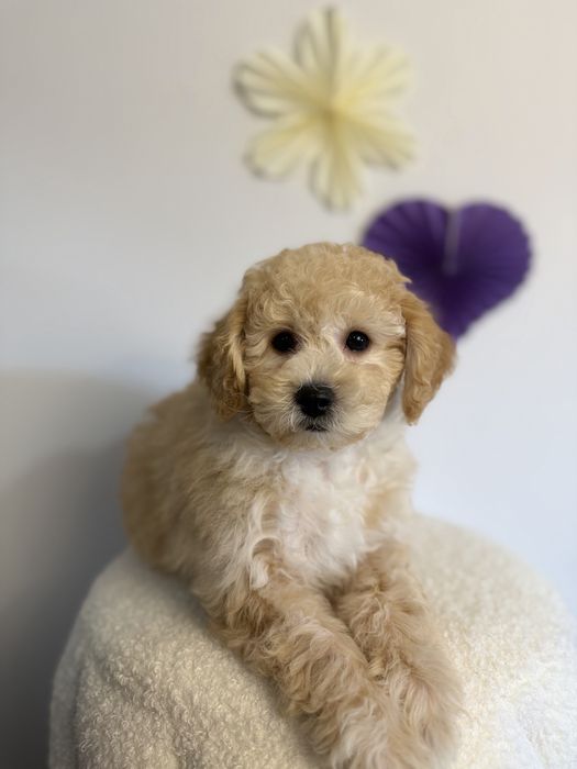 Bichpoo/Maltipoo/Poochon