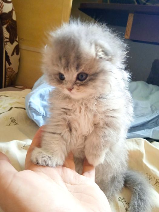 Вязка кот вислоухий