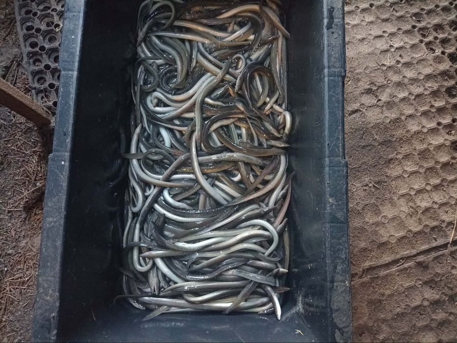 Szczupak lin węgorz orfa karaś koi karp