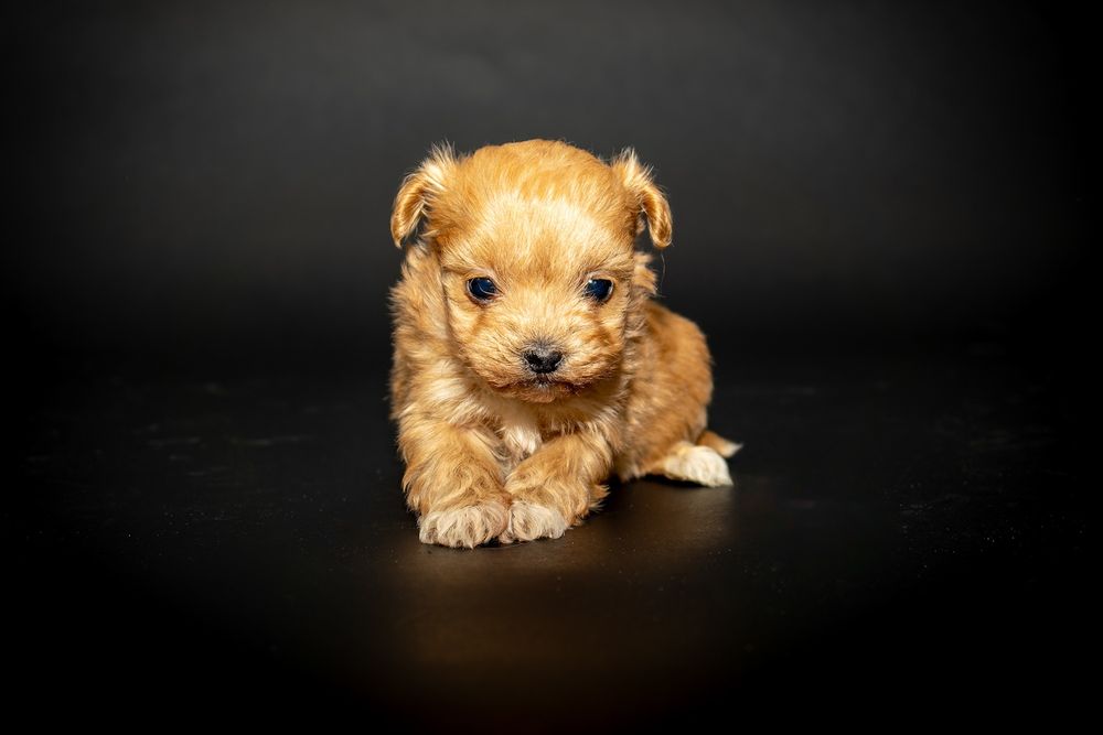 Maltipoo – mały piesek, wielka miłość w puchatym wydaniu