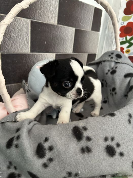 Chihuahua Menino