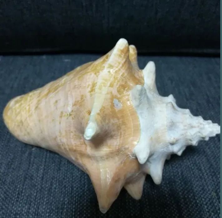 Морская ракушка.