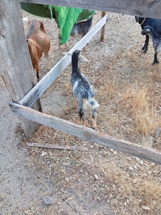 Cabras anãs com 3 meses