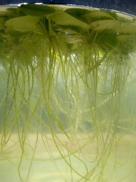 Акваріумна рослина лімнобіум