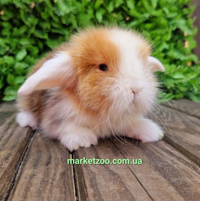 Шикарньій карликовьій кролик мальчик с сатиновьім типом шерсти