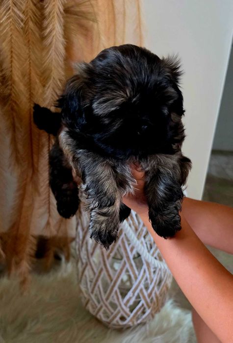 Shih Tzu  ARIA Gen Blue