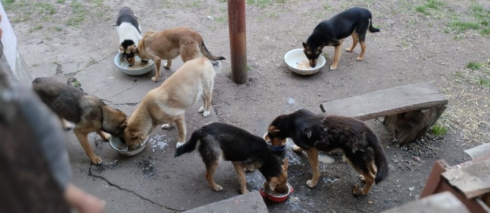 Прошу допомоги їжею