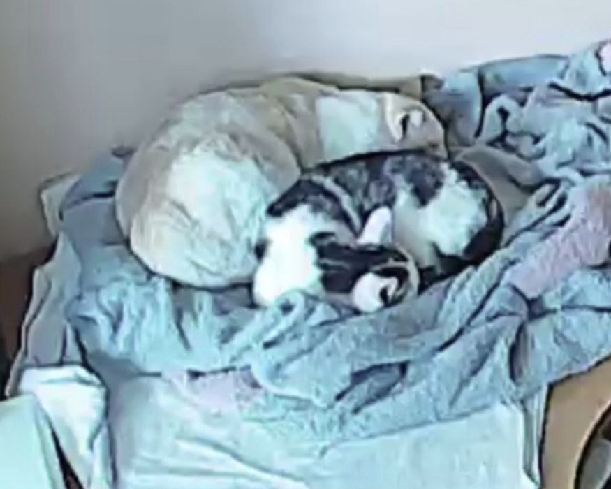 Тифани в добрые ручки