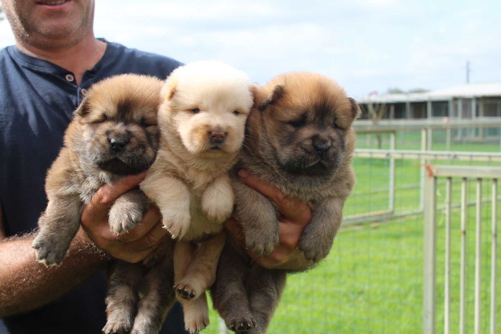 Cachorro Chow-Chow com LOP
