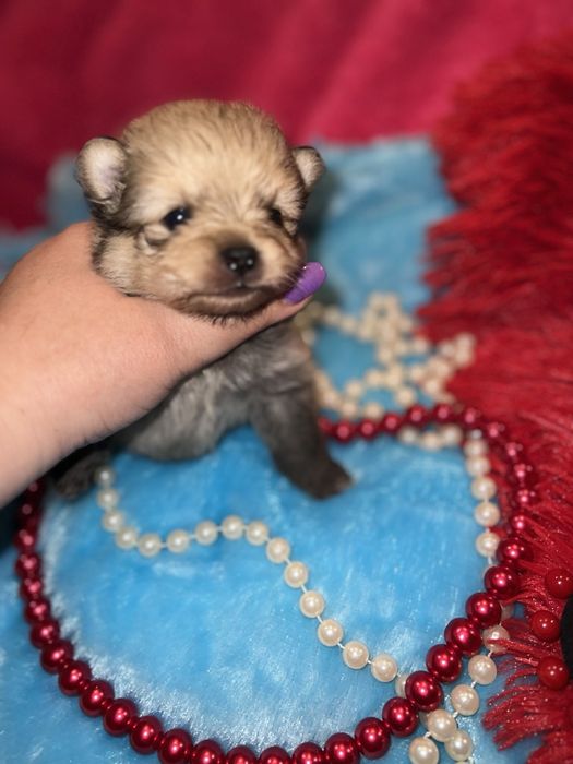 Мини пупсики выбор