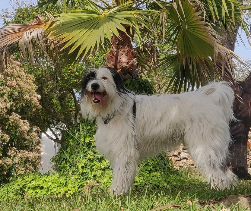 Pet Sitting / Home Sitting - Cuidadores/Tratadores