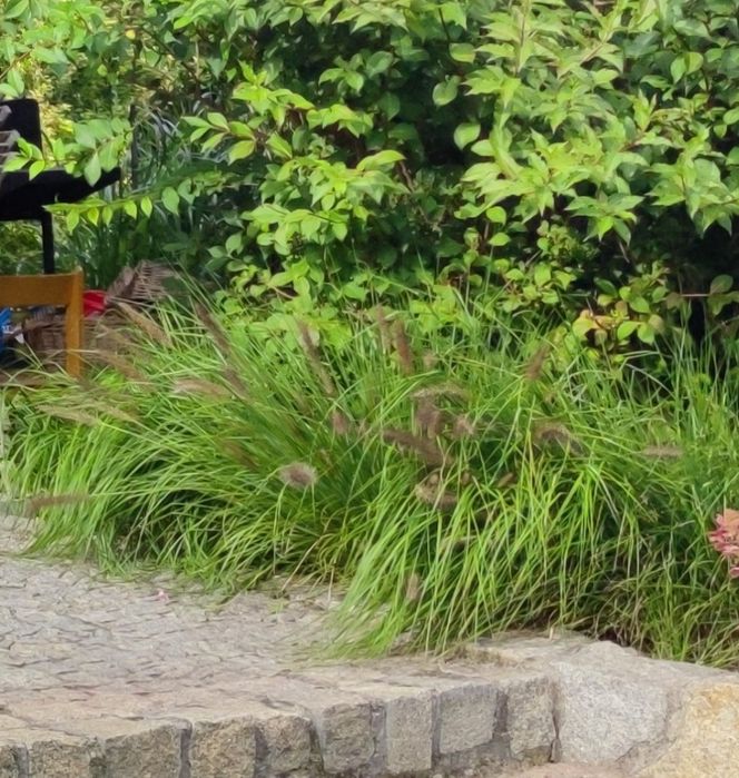 Rozplenica japońska Moudry - sadzonki