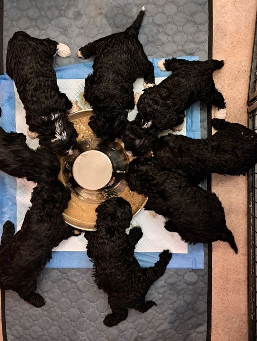 Hiszpański pies dowodny- piesek