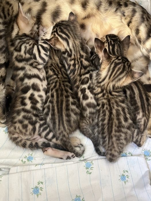 Бенгальські кошенятка