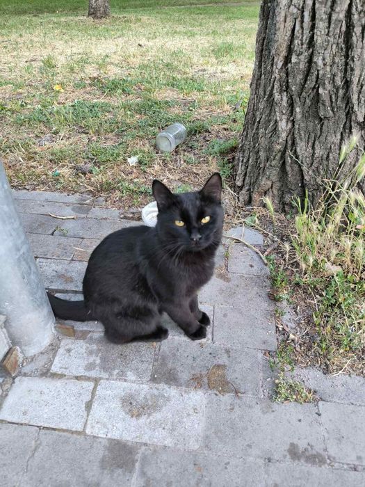 Красунчик Вуглик шукає родину.