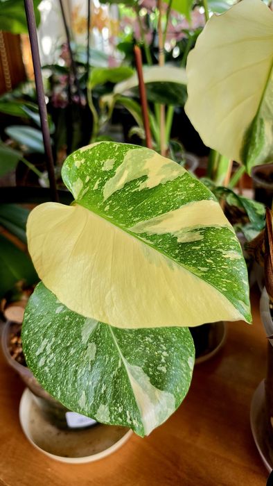 Monstera thai noid