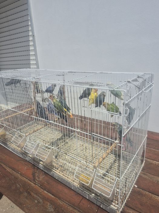 Agapornis todos deste ano