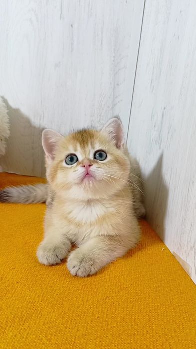Чудесный котик золотая шиншилла