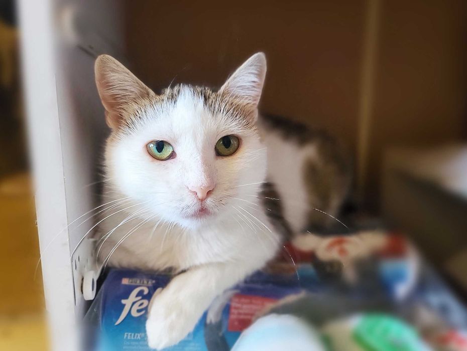 Лагідна зеленоока кішечка Інга (1,5  роки). Стерилізована. Кошка