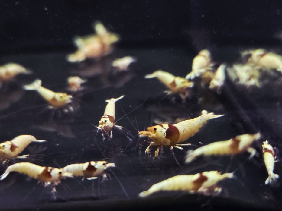Krewetka caridina Pure red line (PRL)