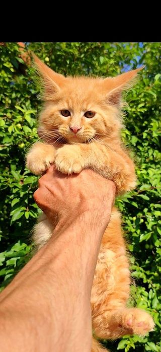 Мейнкуны Котята мейнкуна
