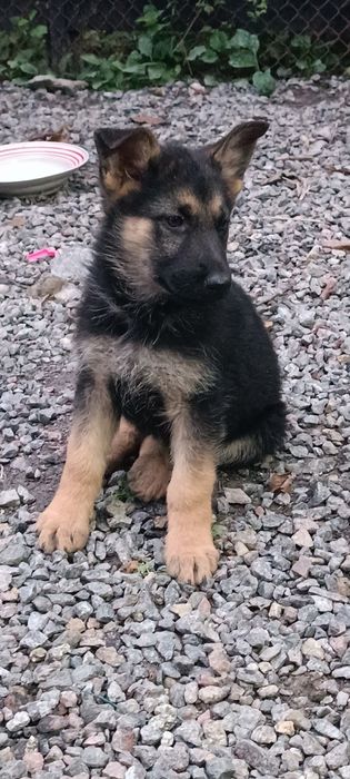 Кабель німецької вівчарки. В'язка.