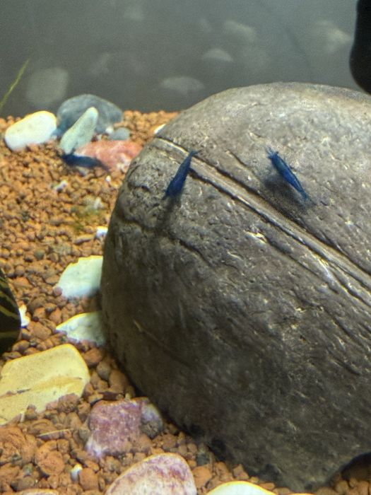 Camaroes neocaridina Blue Dream