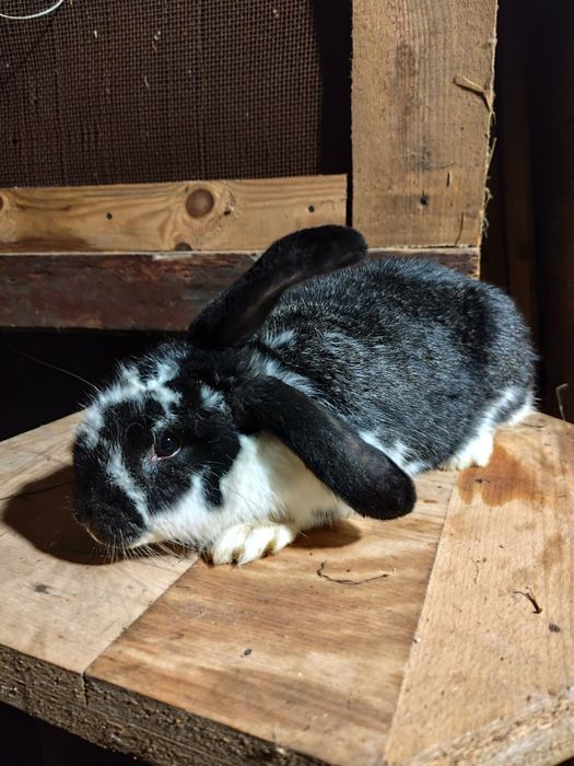 Piękne Króliki sprzedam