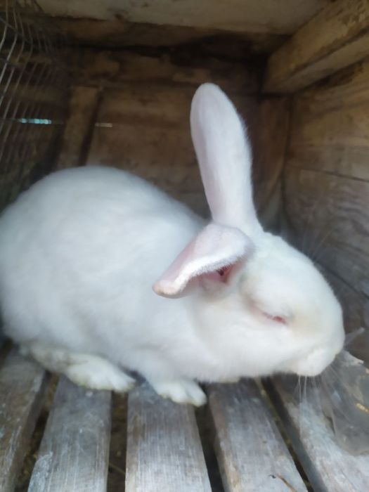 Продам кролі є різні