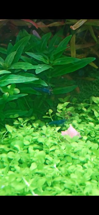 Camarão néocaridina Blue dream