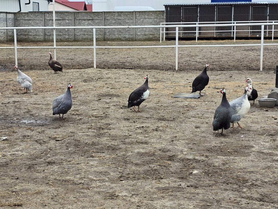 Perliczki roczne samce w różnych kolorach