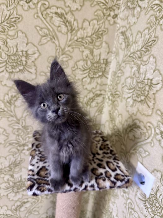 Дівчінка  Мейн- кун