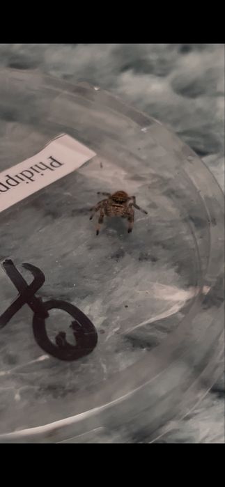 Ptaszniki skakuny skorpiony - różne gatunki