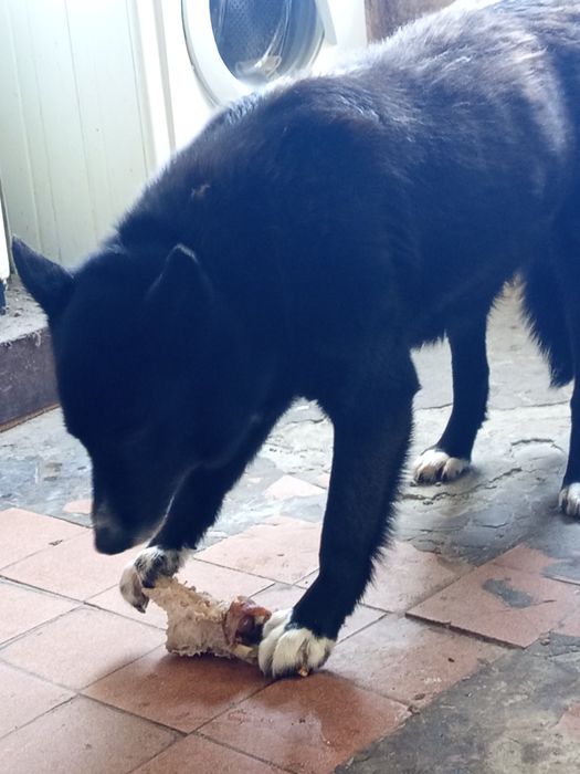 Продам девочку 2 год