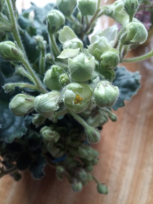 Продам фиалки, саженцы глицинии сиреневой