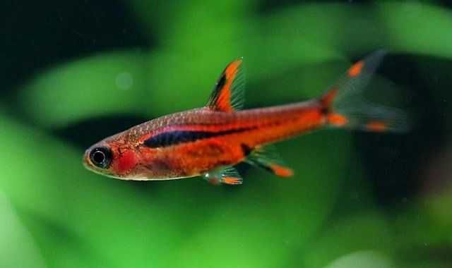 Ryby do Nano akwarium Razbora Borneańska. Cetarius