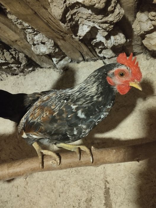 Бентамки 2 курочки і півник