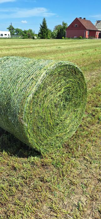 Lucerna, sianokiszonka z lucerny w belach 120 super zakiszona Grodzisk ...