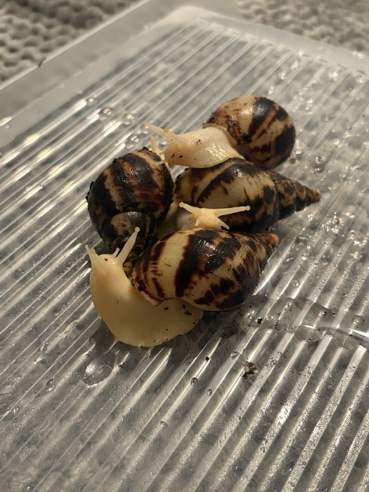 slimaki afrykańskie reticula