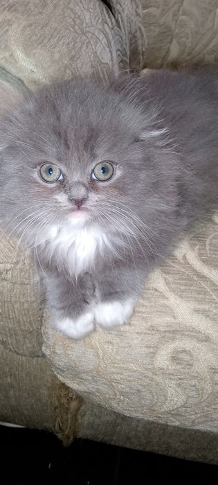 Шотландські кошенята