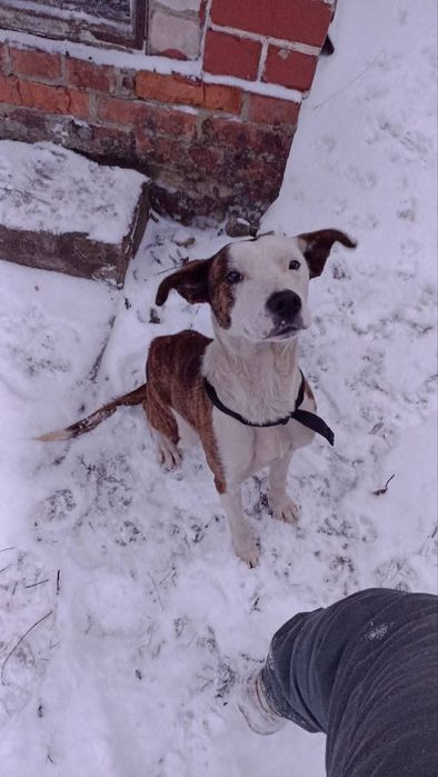 Отдам_ собаки_ щенки_ моцарт